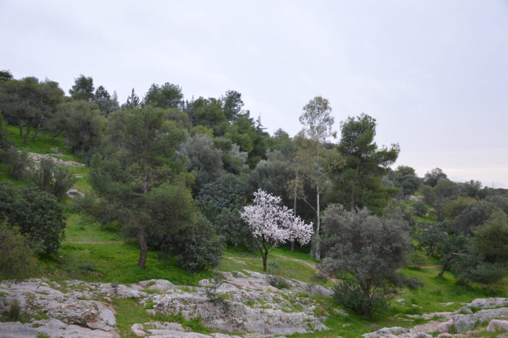 ΞΗΡΑΝΣΕΙΣ ΔΕΝΤΡΩΝ ΦΙΛΟΠΑΠΠΟΥ