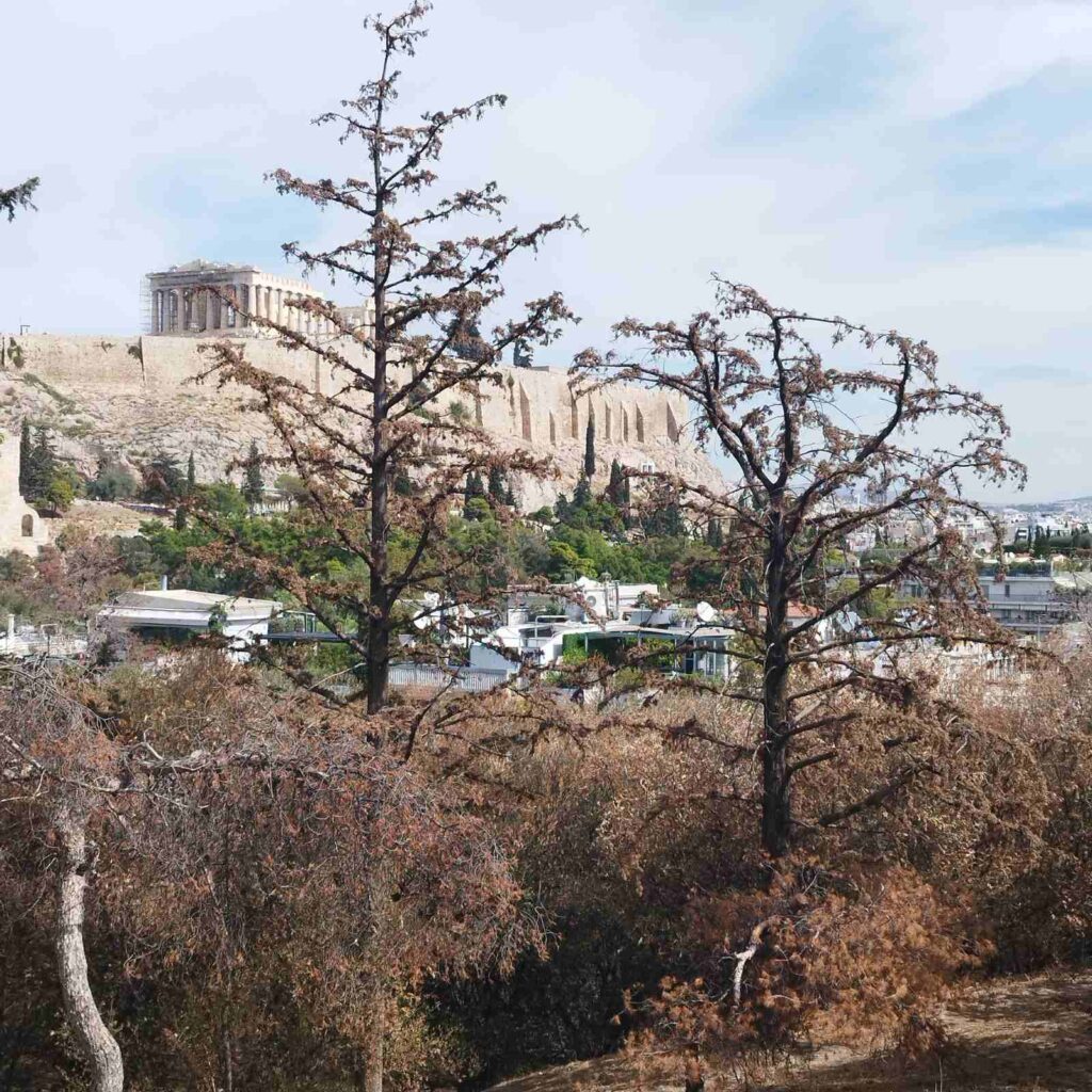 ΞΗΡΑΝΣΕΙΣ ΔΕΝΤΡΩΝ ΦΙΛΟΠΑΠΠΟΥ